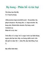Bọ hung - Phân bố và tác hại docx