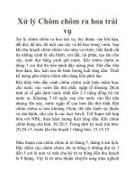 Xử lý Chôm chôm ra hoa trái vụ pptx