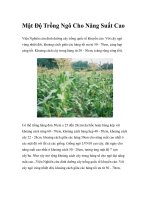 Mật Độ Trồng Ngô Cho Năng Suất Cao pptx