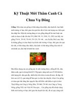 Kỹ Thuật Mới Thâm Canh Cà Chua Vụ Đông potx