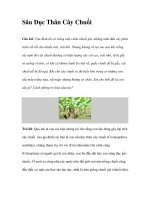 Sâu Đục Thân Cây Chuối potx