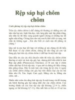 Rệp sáp hại chôm chôm pptx