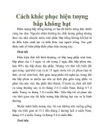 Cách khắc phục hiện tượng bắp không hạt pptx