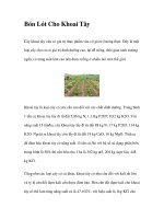 Bón Lót Cho Khoai Tây ppt