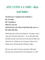 SÂU CUỐN LÁ NHỎ - Rice leaf folder pptx