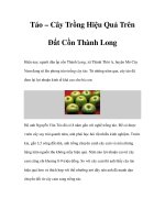 Táo – Cây Trồng Hiệu Quả Trên Đất Cồn Thành Long pot