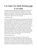 Cá cảnh Các bệnh thường gặp ở cá cảnh ppt