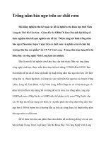 Trồng nấm bào ngư trên cơ chất rơm doc