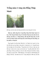 Trồng màu ở vùng sâu Đồng Tháp Mười docx