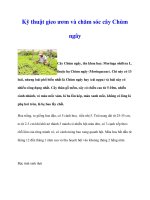 Kỹ thuật gieo ươm và chăm sóc cây Chùm ngây pdf