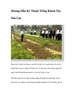 Hướng Dẫn Kỹ Thuật Trồng Khoai Tây Sau Lụt ppt