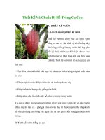 Thiết Kế Và Chuẩn Bị Hố Trồng Ca Cao ppt