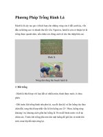 Phương Pháp Trồng Hành Lá ppt