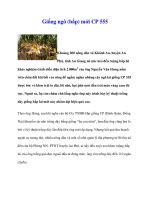 Giống ngô (bắp) mới CP 555 potx