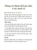 Phòng trừ Bệnh thối gốc thân ở cây thuốc lá pptx