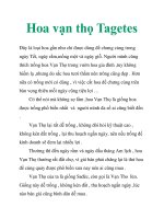 Hoa vạn thọ Tagetes pptx