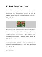 Kỹ Thuật Trồng Chôm Chôm doc
