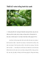 Thiết kế vườn trồng bưởi da xanh pot