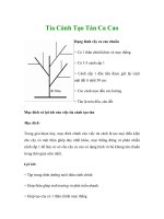 Tỉa Cành Tạo Tán Ca Cao pot