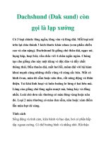 Dachshund (Dak sund) còn gọi là lạp xưởng pptx