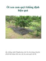 Ổi xen cam quýt khẳng định hiệu quả pptx