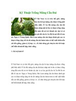 Kỹ Thuật Trồng Mãng Cầu Dai potx