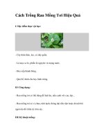 Cách Trồng Rau Mồng Tơi Hiệu Quả doc