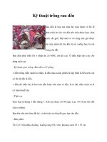 Kỹ thuật trồng rau dền docx