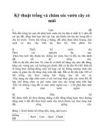 Kỹ thuật trồng và chăm sóc vườn cây có múi doc