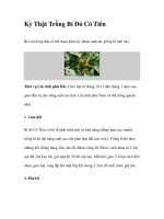 Kỷ Thật Trồng Bí Đỏ Cô Tiên ppt