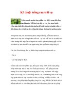 Kỹ thuật trồng rau trái vụ doc