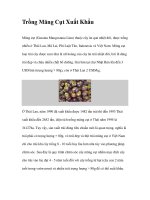 Trồng Măng Cụt Xuất Khẩu ppt