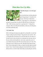 Phân Bón Cho Cây Điều pot