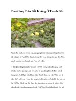 Dưa Gang Trên Đất Ruộng Ở Thanh Đức pot