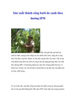 Sản xuất thành công bưởi da xanh theo hướng IPM pdf