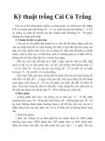 Kỹ thuật trồng Cải Củ Trắng docx