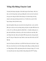 Trồng Sầu Riêng Chuyên Canh docx