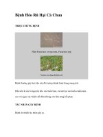 Bệnh Héo Rũ Hại Cà ChuaTRIỆU CHỨNG BỆNH ppt