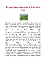 Kinh nghiệm tái canh cà phê đạt hiệu quả docx