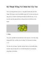 Kỹ Thuật Trồng Và Chăm Sóc Cây Táo doc