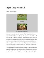 Bệnh Cháy Nhũn LáTRIỆU CHỨNG BỆNH ppt