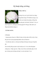 Kỹ thuật trồng cải bông potx