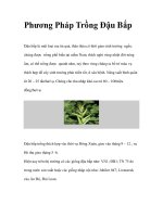 Phương Pháp Trồng Đậu Bắp pot