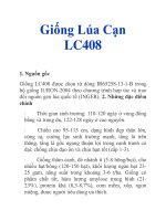 Giống Lúa Cạn LC408 pot
