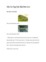 Sâu Ăn Tạp Gây Hại Dưa Leo ppt