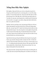 Trồng Dưa Hấu Mùa Nghịch pot