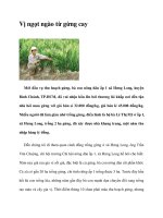 Vị ngọt ngào từ gừng cay pptx