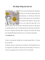 Kỹ thuật trồng cây hoa cúc doc