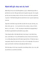 Bệnh thối gốc chảy mủ cây bưởi doc