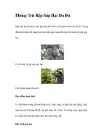 Phòng Trừ Rệp Sáp Hại Đu Đủ pdf